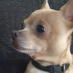 Meet your Posher, Jordan